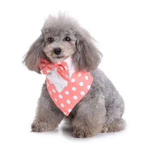 Leuke hondenbandana met vlinderdas, stijlvolle stippen tuxedo kraag voor huwelijksfeest detail.