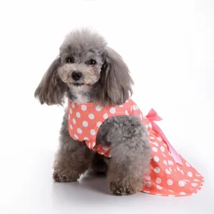 Macro view of a poodle wearing a cute orange polka dot pet dress with a pink silk bow