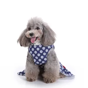 Detailed view of a small poodle wearing a navy blue summer dog dress with white daisy print