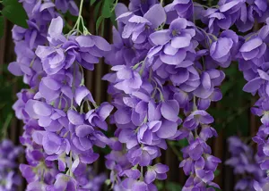 Detailed close-up view of realistic purple hanging artificial wisteria flowers.