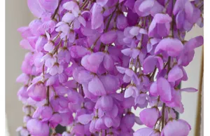 Close-up of artificial purple wisteria silk flower petals with delicate texture and color
