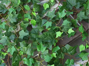 Detailed macro view of artificial ivy leaves showing realistic veins and colors