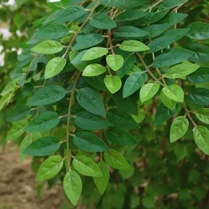 Foglie di olmo artificiali rami di piante verdi finte per la decorazione paesaggistica domestica