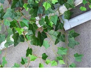 Detailed macro shot of realistic artificial green ivy leaves for home garden decoration