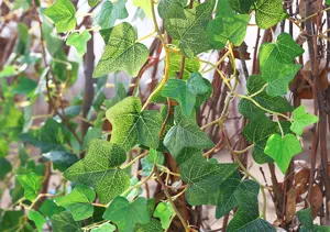 Macro view of artificial ivy green leaves with realistic vein details for decoration.