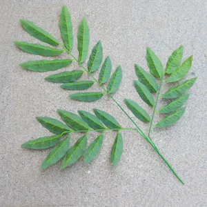 Artificial lemon leaf branches fake green foliage for home decor and landscape design