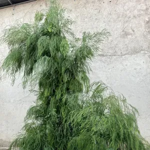 High-quality close-up of lush green artificial asparagus fern grass for forest decor.