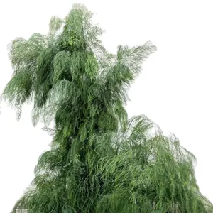Realistic artificial asparagus grass plant for wedding and shop window decoration.