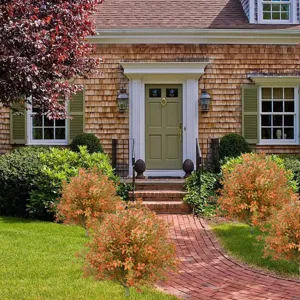 Outdoor autumn eucalyptus artificial bushes placed along a red brick garden path in front of house