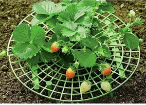 Detailed view of plastic strawberry support tray grid, protecting fruit from soil and rot.