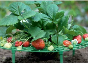 Strawberry plant support stand green plastic grid tray for fruit protection garden use