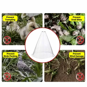 Clear plastic plant cloche and garden protection cover for seedlings against frost and pests.