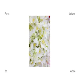 Weißer Jasmin Blumen schwimmende Aromatherapie Detailansicht, minimalistisches Design.