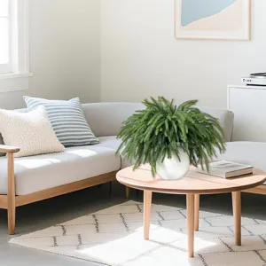 Lush artificial Norfolk pine in white vase placed on wooden table in a cozy living room.