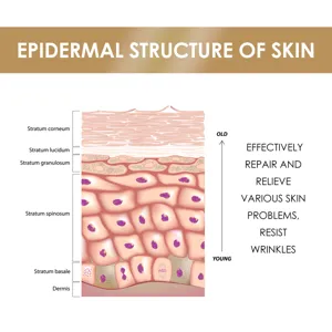 Diagramma dettagliato della struttura epidermica che mostra gli strati cellulari cutanei.