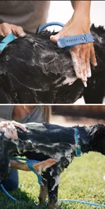 Vista dettagliata della spazzola da bagno in silicone per animali con cinturino e tubo doccia.