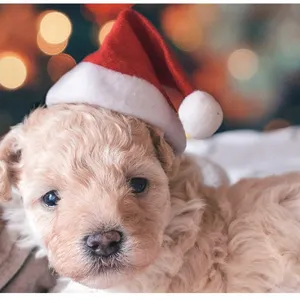 Niedliche rote Mini-Weihnachtsmütze aus Plüsch für Welpen und kleine Hunde Zubehör