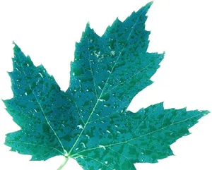 Close-up detail view of a vibrant teal maple leaf pattern with realistic water droplets effect.