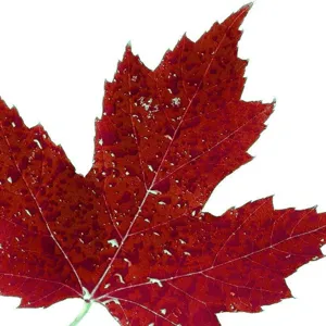 Red maple leaf jacquard over-the-knee socks, stylish botanical pattern long cozy hosiery.