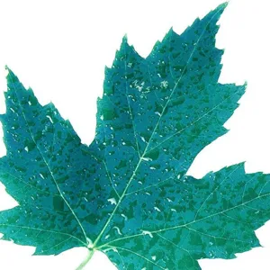Maple leaf jacquard pattern over-the-knee socks main view showing green leaf detail.