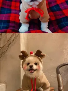 Detail view of the cute reindeer pet hoodie, featuring cute antlers for dogs.
