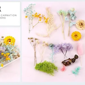 Kit de fleurs séchées mixtes pour l'art floral DIY et les fleurs éternelles.