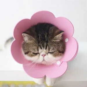 Close-up of a pink sunflower cat Elizabeth collar designed for post-surgery protection