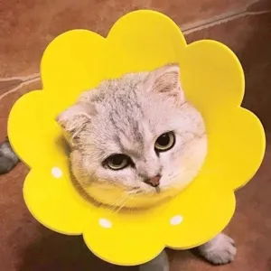 Yellow sunflower-shaped soft cat recovery collar for post-surgery lick protection