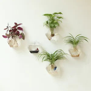 Vase suspendu mural en verre hexagonal moderne pour plantes hydroponiques et déco intérieure.