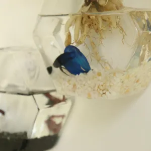 Vue rapprochée détaillée d'un vase suspendu mural en verre hexagonal pour plantes et poissons.