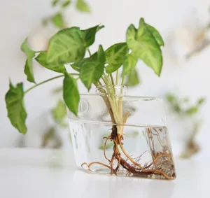 Gros plan sur les détails d'un vase hydroponique en verre géométrique avec racines saines.