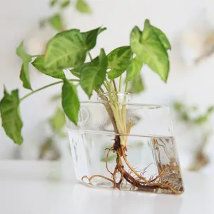 Vase hydroponique géométrique en verre clair avec plante verte pour décoration d'intérieur