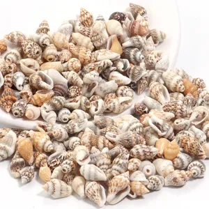 Dettagli perle di conchiglia naturale, ciondoli a chiocciola foro singolo per gioielli fai da te.