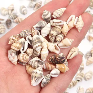 Conchiglie naturali ciondoli di conchiglia per gioielli artigianali collane orecchini.