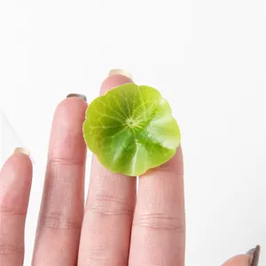 Mini feuille de lotus artificielle 3.5cm fausse feuille verte déco pour assiette micro-paysage