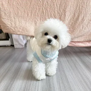 Detail view of a cute puppy wearing a soft breathable summer pet vest in blue and white.