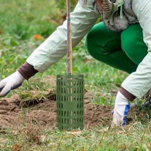 Primer plano de la instalacion del protector de arbol verde para salvaguardar la corteza.