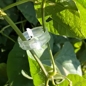 Transparent plastic plant support clip detail view, perfect for garden vine fixing and support.