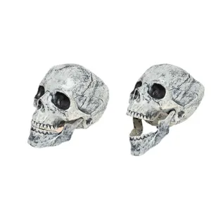 Realistic Halloween skull decoration replicas with weathered bone texture