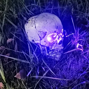 Gruselige Halloween-Totenkopf-Deko mit violetten LED-Lichtern in einer dunklen Gartenlandschaft