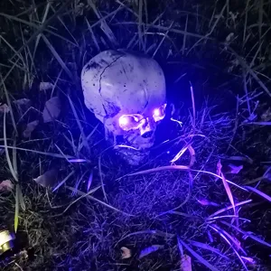Halloween leuchtender Totenkopf-Stecker mit lila LED-Augen für Garten-Rasen-Deko.