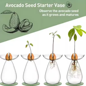 Vista dettagliata del vaso in vetro trasparente per germinazione di avocado in crescita.