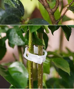 Transparante kunststof plantenclips voor het ondersteunen van tomaten en klimplanten.