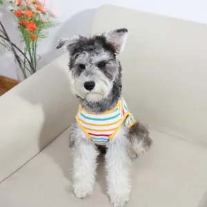 Detail view of a cute schnauzer wearing a colorful striped pet vest on a cozy sofa.