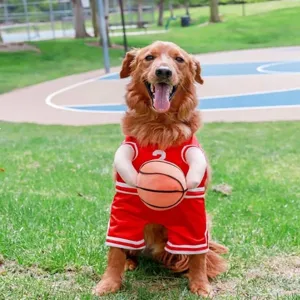 Ein Golden Retriever Hund im roten Basketball-Kostüm mit einem Plüschball im Park