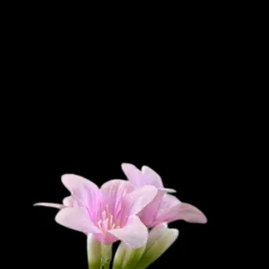 Artificial pink fabric flowers bouquet for home decoration, realistic floral arrangement.