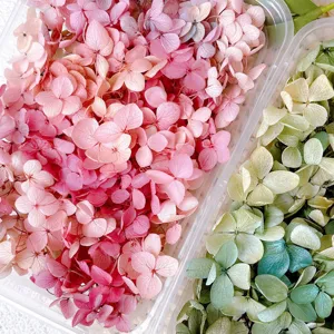 Primo piano dettagliato di fiori secchi di ortensia colorati conservati in scatola per fai da te.