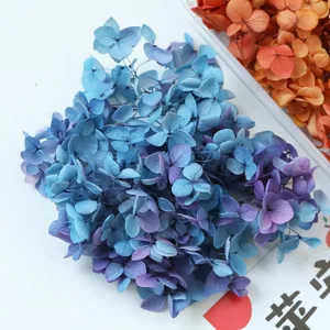 Primo piano dettaglio ortensia stabilizzata secca sfumata blu viola per progetti DIY