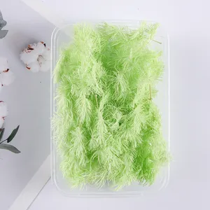 Asparagus fern dried flower detail, perfect for DIY craft handmade projects and home decor.