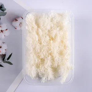 Natural preserved asparagus fern dried flowers DIY pack for aromatherapy crafts and decor items.